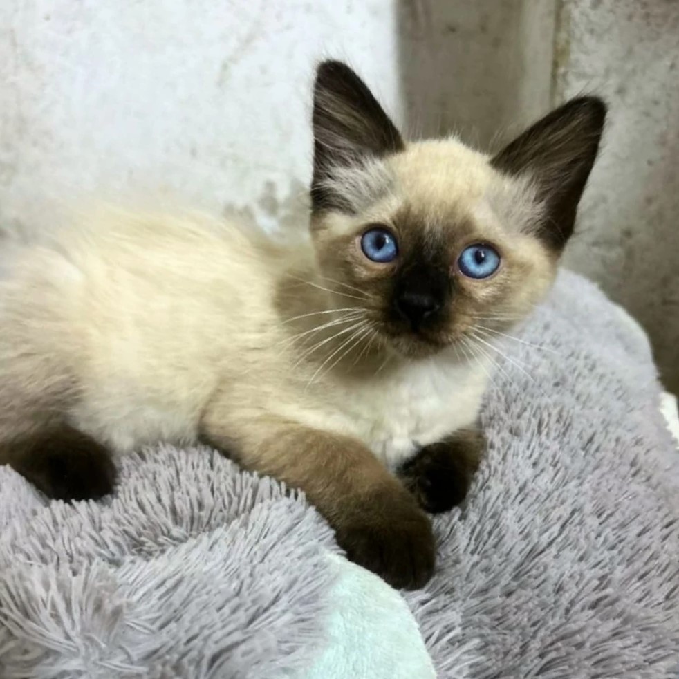 Foto do Simba